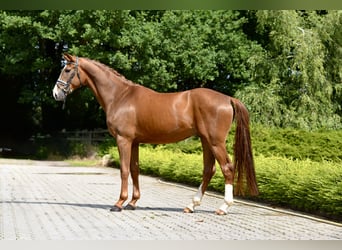 Oldenbourg, Hongre, 4 Ans, 172 cm, Alezan brûlé