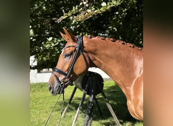 Oldenbourg, Hongre, 4 Ans, 172 cm, Alezan