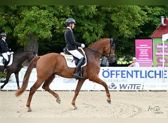 Oldenbourg, Hongre, 4 Ans, 172 cm, Alezan