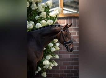 Oldenbourg, Hongre, 4 Ans, 172 cm, Bai brun