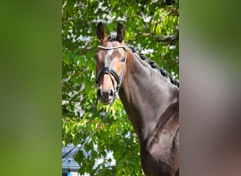 Oldenbourg, Hongre, 4 Ans, 172 cm, Bai brun
