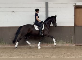 Oldenbourg, Hongre, 4 Ans, 172 cm, Bai brun foncé