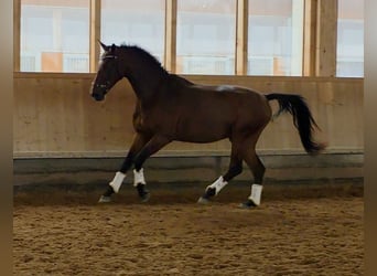 Oldenbourg, Hongre, 4 Ans, 172 cm, Bai