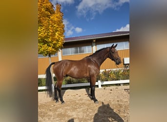 Oldenbourg, Hongre, 4 Ans, 172 cm, Bai