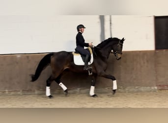 Oldenbourg, Hongre, 4 Ans, 172 cm, Bai