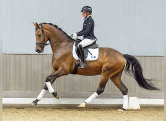 Oldenbourg, Hongre, 4 Ans, 172 cm, Bai