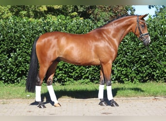 Oldenbourg, Hongre, 4 Ans, 172 cm, Bai
