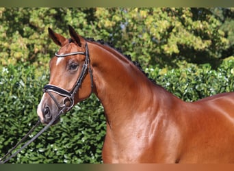 Oldenbourg, Hongre, 4 Ans, 172 cm, Bai