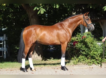 Oldenbourg, Hongre, 4 Ans, 172 cm, Bai