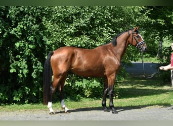 Oldenbourg, Hongre, 4 Ans, 172 cm, Bai
