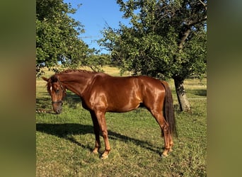 Oldenbourg, Hongre, 4 Ans, 173 cm, Alezan