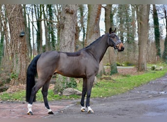 Oldenbourg, Hongre, 4 Ans, 173 cm, Bai brun