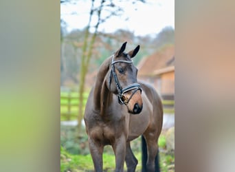 Oldenbourg, Hongre, 4 Ans, 173 cm, Bai brun