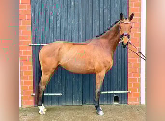 Oldenbourg, Hongre, 4 Ans, 173 cm, Bai