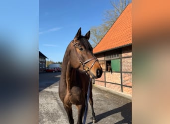 Oldenbourg, Hongre, 4 Ans, 173 cm, Bai