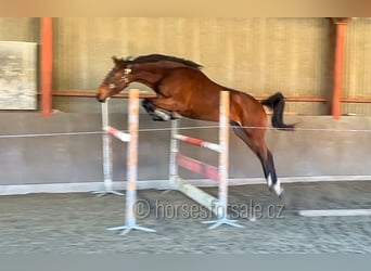Oldenbourg, Hongre, 4 Ans, 173 cm, Bai