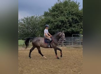 Oldenbourg, Hongre, 4 Ans, 173 cm, Gris