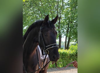 Oldenbourg, Hongre, 4 Ans, 173 cm, Noir