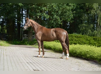 Oldenbourg, Hongre, 4 Ans, 174 cm, Alezan