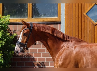 Oldenbourg, Hongre, 4 Ans, 174 cm, Alezan