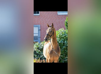 Oldenbourg, Hongre, 4 Ans, 174 cm, Bai