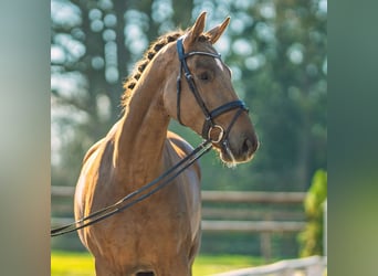 Oldenbourg, Hongre, 4 Ans, 175 cm, Alezan brûlé