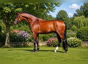Oldenbourg, Hongre, 4 Ans, 175 cm, Bai