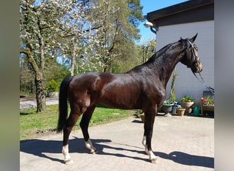 Oldenbourg, Hongre, 4 Ans, 176 cm, Bai brun