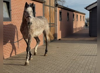 Oldenbourg, Hongre, 4 Ans, 177 cm, Gris