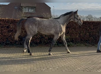 Oldenbourg, Hongre, 4 Ans, 177 cm, Gris