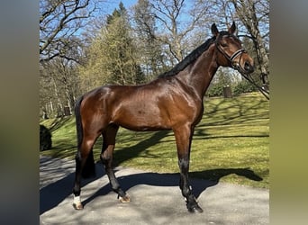 Oldenbourg, Hongre, 4 Ans, 178 cm, Bai