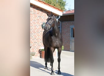 Oldenbourg, Hongre, 4 Ans, 179 cm, Bai brun