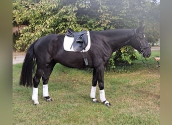 Oldenbourg, Hongre, 4 Ans, 180 cm, Noir