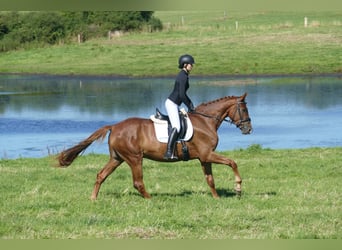Oldenbourg, Hongre, 4 Ans, Alezan