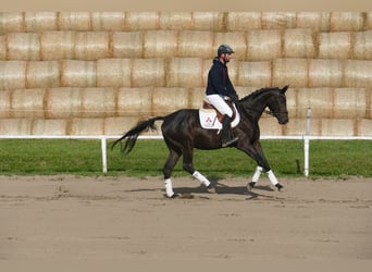Oldenbourg, Hongre, 4 Ans, Bai brun