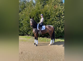 Oldenbourg, Hongre, 4 Ans, Bai brun