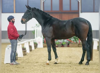 Oldenbourg, Hongre, 4 Ans, Bai brun foncé