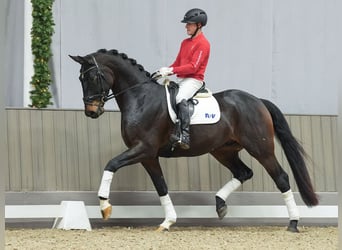 Oldenbourg, Hongre, 4 Ans, Bai brun foncé