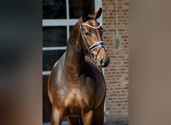 Oldenbourg, Hongre, 4 Ans, Bai
