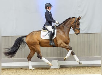 Oldenbourg, Hongre, 4 Ans, Bai