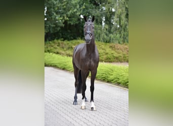 Oldenbourg, Hongre, 4 Ans, Noir