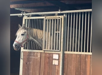Oldenbourg, Hongre, 5 Ans, 160 cm