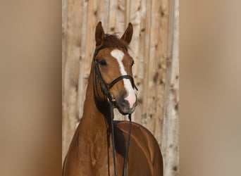 Oldenbourg, Hongre, 5 Ans, 162 cm, Alezan