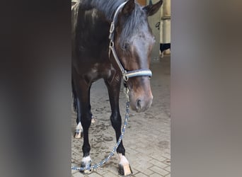 Oldenbourg, Hongre, 5 Ans, 162 cm, Bai brun