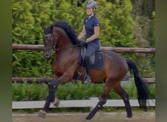 Oldenbourg, Hongre, 5 Ans, 162 cm, Bai brun