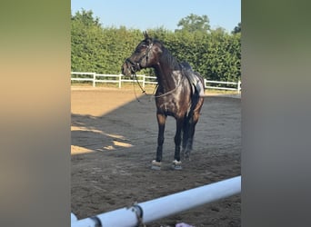Oldenbourg, Hongre, 5 Ans, 162 cm, Bai brun