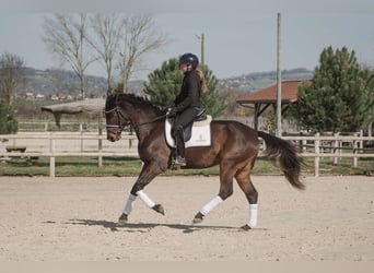 Oldenbourg, Hongre, 5 Ans, 162 cm, Bai brun