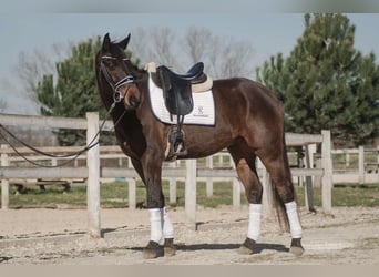 Oldenbourg, Hongre, 5 Ans, 162 cm, Bai brun