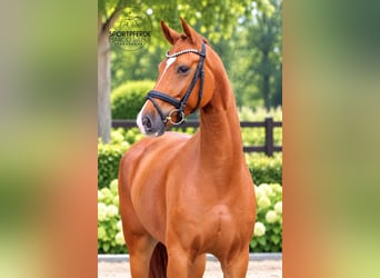 Oldenbourg, Hongre, 5 Ans, 163 cm, Alezan