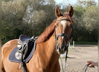 Oldenbourg, Hongre, 5 Ans, 163 cm, Alezan